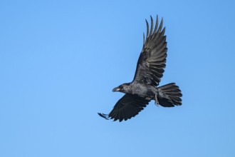 Raven (Corvus corax), in flight against a blue sky, Münster, Tyrol, Austria