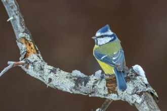 Blue tit (Parus caeruleus), sitting on a branch, Terfens, Tyrol, Austria
