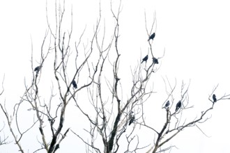 Corvids on a wintery tree, Münster, Tyrol, Austria