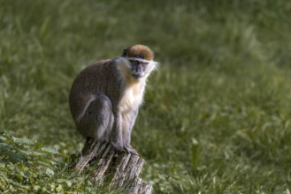 Vervet monkey (Chlorocebus), Tierwelt Herberstein, Herberstein, Styria, Austria