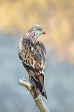 Red kite (Milvus milvus), sitting on a branch, Münster, Tyrol, Austria
