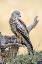 Red kite (Milvus milvus), sitting on dead wood, Münster, Tyrol, Austria