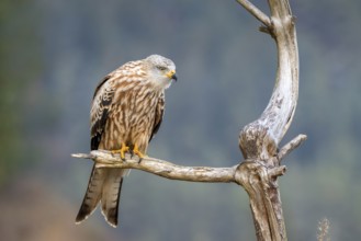 Red kite (Milvus milvus), sitting on a branch, Münster, Tyrol, Austria