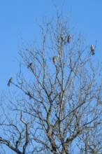 Red kites (Milvus milvus) sitting on a tree, Münster, Tyrol, Austria