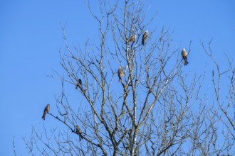 Red kites (Milvus milvus) sitting on a tree, Münster, Tyrol, Austria