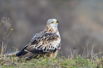 Red kite (Milvus milvus), sitting from Ast, Münster, Tyrol, Austria