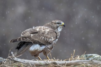 Common buzzard (Buteo buteo) sitting on the ground during snowfall, Terfens, Tyrol, Austria