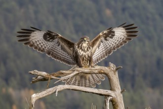 Common buzzard (Buteo buteo) landing on a branch, Terfens, Tyrol, Austria