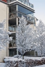A snow-covered tree in front of an apartment buildings in Ystad, Skåne County, Sweden, Scandinavia