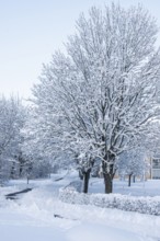 Snow-covered trees in Ystad, Skåne County, Sweden, Scandinavia