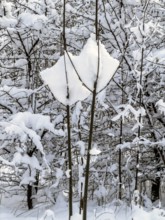 Snow-covered branches in forest in Ystad, Skåne County, Sweden, Scandinavia