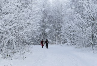 A couple walks on a snow-covered path under snow-laden branches in Ystad, Skåne County, Sweden,
