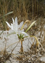 Beach Lily or Dune Daffodil (Pancratium maritimum) on the sandy beach Plage de Tamarone, Cap Corse,