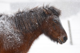 Icelandic horse (Equus islandicus) covered with snow and ice in winter in a snowstorm,