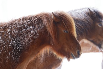 Icelandic horses (Equus islandicus) covered with snow and ice in winter in a snowstorm,