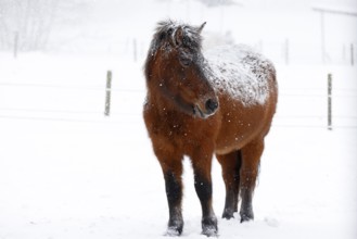 Icelandic horse (Equus islandicus) covered with snow and ice in winter in a snowstorm,