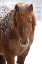 Icelandic horse (Equus islandicus) covered with snow in winter, chestnut mare, Schleswig-Holstein,
