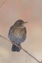 Blackbird (Turdus merula), female, sitting on a thin branch, wildlife, winter, animals, birds,