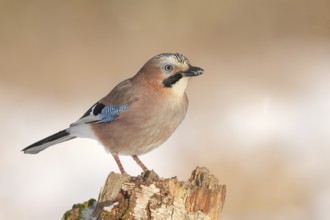 Eurasian Jay (Garrulus glandarius) sitting on an old birch tree, wildlife, corvid, nature