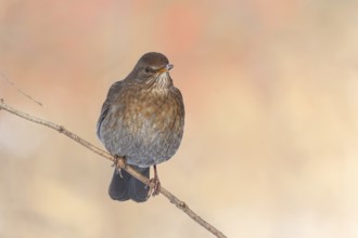 Blackbird (Turdus merula), female, sitting on a thin branch, wildlife, winter, animals, birds,