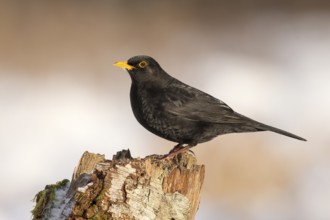 Blackbird (Turdus merula), male sitting on an old birch tree, wildlife, corvid, nature photography,