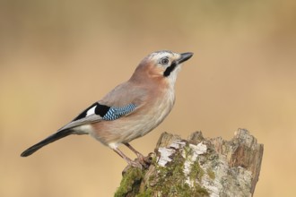 Eurasian Jay (Garrulus glandarius) sitting on a birch overgrown with moss, wildlife, corvid, nature