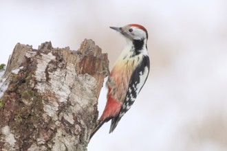 Middle spotted woodpecker (Dendrocopos medius) on an old birch tree overgrown with moss, Wildlife,