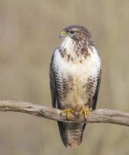 Buzzard (Buteo buteo) sitting attentively on a branch, wildlife, animals, birds, bird of prey,