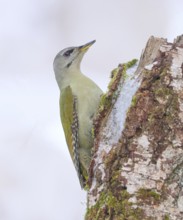 Grey-headed woodpecker (Picus canus), or great spotted woodpecker, female on a birch overgrown with