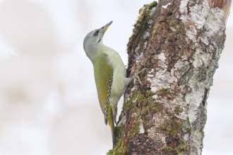 Grey-headed woodpecker (Picus canus), or great spotted woodpecker, female on a birch overgrown with