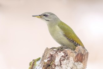 Grey-headed woodpecker (Picus canus), or great spotted woodpecker, female at a birch tree,