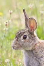 Wild rabbit (Oryctolagus cuniculus), sitting in a meadow, animal portrait, fully grown, alert,