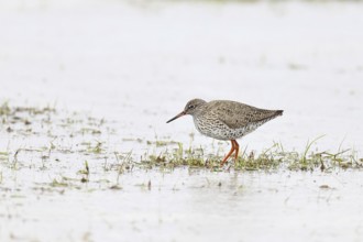 Redshank (Tringa totanus) standing on a flooded meadow in the morning mist, snipe bird, spring,