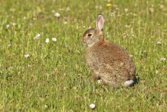 Wild rabbit (Oryctolagus cuniculus), sitting in a meadow, adult, alert, wildlife, animals, rodent,