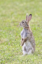 Wild rabbit (Oryctolagus cuniculus), sitting in a meadow, making mate, erect, fully grown, alert,