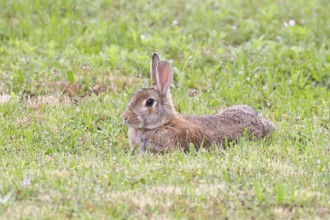 Wild rabbit (Oryctolagus cuniculus), lying in a meadow, fully grown, alert, wildlife, animals,