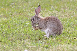 Wild rabbit (Oryctolagus cuniculus), sitting in a meadow and cleaning itself, fully grown, alert,