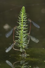 Large red damselfly (Pyrrhosoma nymphula) two pairs of adult insects mating on pond weed in summer,