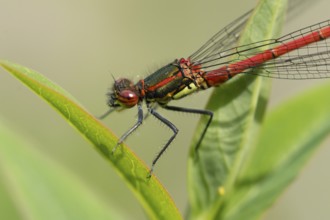 Large red damselfly (Pyrrhosoma nymphula) adult insect resting on a plant leaf in summer, England,