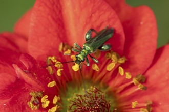 Thick-legged flower beetle (Oedemera nobilis) adult insect on a Geum garden red flower in summer,