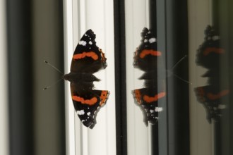 Red admiral butterfly (Vanessa atalanta) adult insect on a house conservatory window frame in