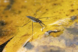 Common pond skater (Gerris lacustris) adult insect on a fallen autumn tree leaf on the water