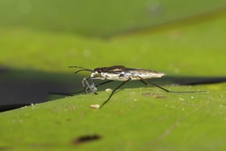 Common pond skater (Gerris lacustris) adult insect feeding on an aphid on a water lily pad or leaf