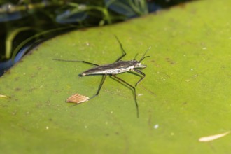 Common pond skater (Gerris lacustris) adult insect on a water lily pad or leaf on the water surface