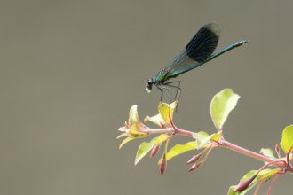 Banded demoiselle damselfly (Calopteryx splendens) adult male insect feeding on a Whitefly on a