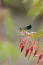 Banded demoiselle damselfly (Calopteryx splendens) adult male insect on a garden flowering Fuchsia