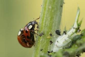 Harlequin ladybird or ladybug (Harmonia axyridis) two adult insects mating on a garden plant stem