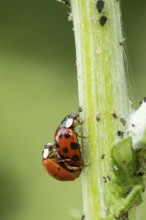 Harlequin ladybird or ladybug (Harmonia axyridis) two adult insects mating on a garden plant stem