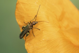 Thick-legged flower beetle (Oedemera nobilis) adult insect on a Spanish orange poppy garden flower