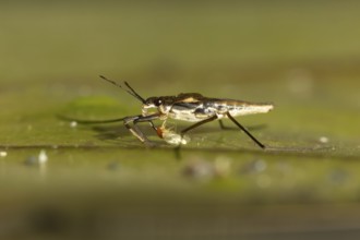 Common pond skater (Gerris lacustris) adult insect feeding on a Whitefly on a water lily pad or